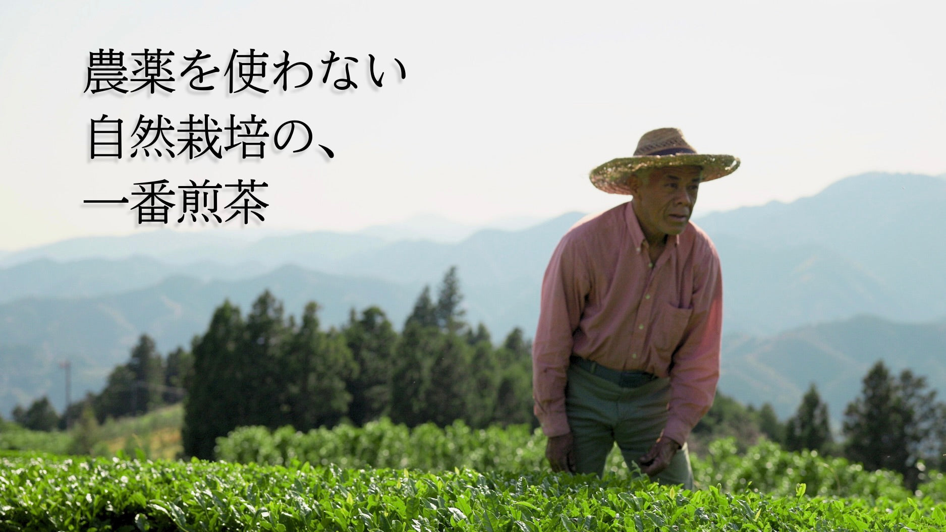 Happy Hakko -SENCHA KOMBUCHA- 生コンブチャ