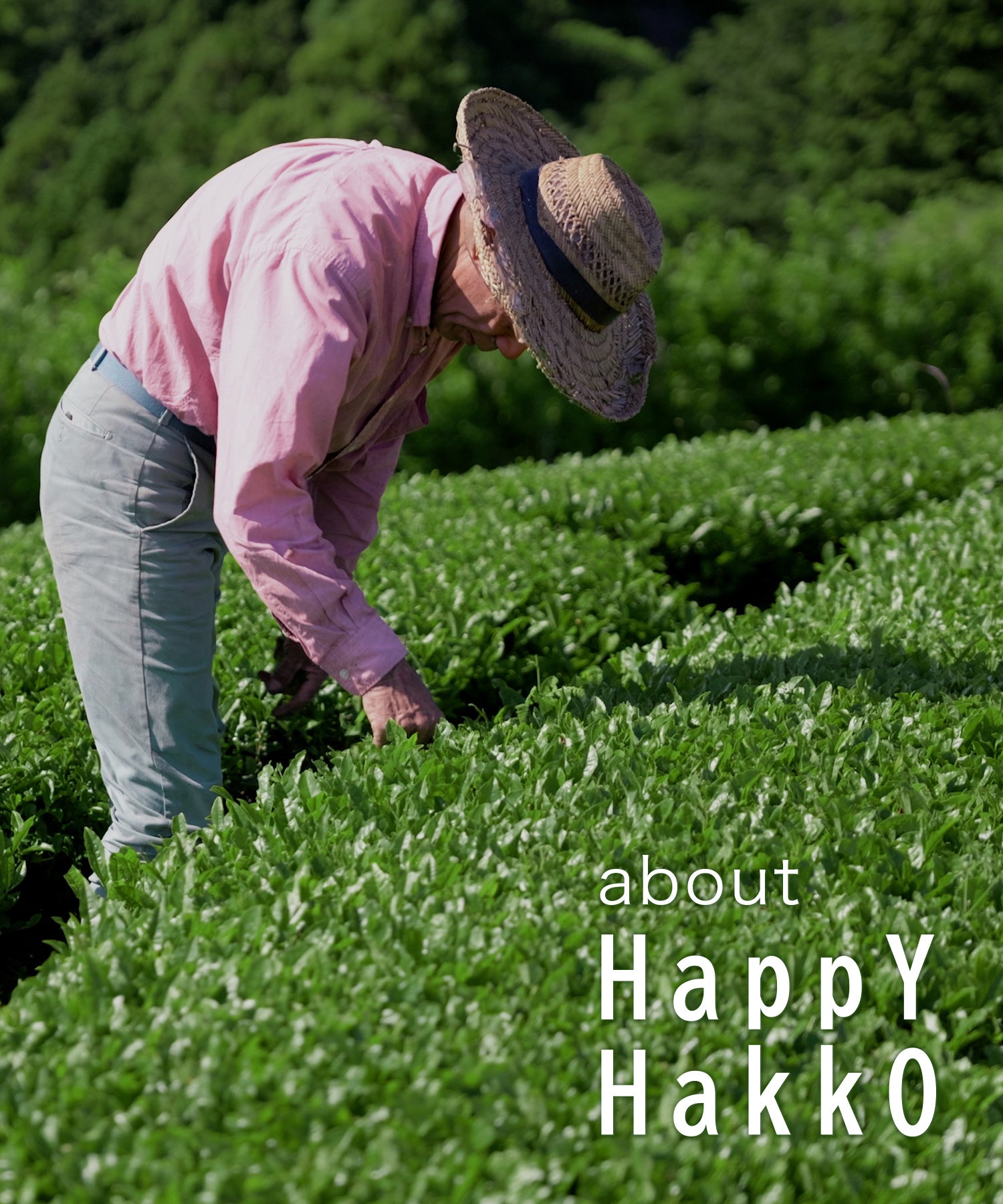 ♡Happyコンブチャあります様ご確認♡ 公式】Happy Hakko - 煎茶コンブチャ