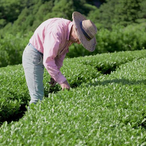 ハッピー発酵　ホップ