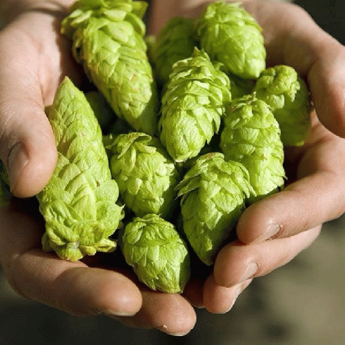 ハッピー発酵　ホップ